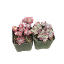 4 inch sedum spathulifolium live succulent for sale, broad spoon-shaped leaves with powdery white wax, rosette spreading habit on creeping stems, vivid yellow star-shaped summer blooms, drought and heat tolerant specimen, refined rock garden or trough centerpiece display, a lasting green gift for succulent enthusiasts