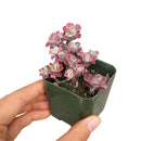 4 inch sedum spathulifolium live succulent for sale, broad spoon-shaped leaves with powdery white wax, rosette spreading habit on creeping stems, vivid yellow star-shaped summer blooms, drought and heat tolerant specimen, refined rock garden or trough centerpiece display, a lasting green gift for succulent enthusiasts