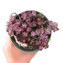 4 inch sedum spathulifolium live succulent for sale, broad spoon-shaped leaves with powdery white wax, rosette spreading habit on creeping stems, vivid yellow star-shaped summer blooms, drought and heat tolerant specimen, refined rock garden or trough centerpiece display, a lasting green gift for succulent enthusiasts