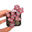 4 inch sedum spathulifolium live succulent for sale, broad spoon-shaped leaves with powdery white wax, rosette spreading habit on creeping stems, vivid yellow star-shaped summer blooms, drought and heat tolerant specimen, refined rock garden or trough centerpiece display, a lasting green gift for succulent enthusiasts