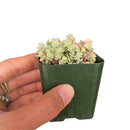 buy sedum suzie q english live succulent 2 inch online, delicate cream green and blush variegated foliage with seasonal color shift, spreading low mat-forming succulent growth habit, small plump evergreen leaves with high drought tolerance, easy care starter plant for beginners and collectors, a charming nature-inspired gift for any occasion