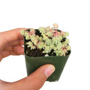 buy sedum suzie q english live succulent 2 inch online, delicate cream green and blush variegated foliage with seasonal color shift, spreading low mat-forming succulent growth habit, small plump evergreen leaves with high drought tolerance, easy care starter plant for beginners and collectors, a charming nature-inspired gift for any occasion