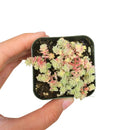 buy sedum suzie q english live succulent 2 inch online, delicate cream green and blush variegated foliage with seasonal color shift, spreading low mat-forming succulent growth habit, small plump evergreen leaves with high drought tolerance, easy care starter plant for beginners and collectors, a charming nature-inspired gift for any occasion
