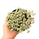 buy sedum suzie q english live succulent 2 inch online, delicate cream green and blush variegated foliage with seasonal color shift, spreading low mat-forming succulent growth habit, small plump evergreen leaves with high drought tolerance, easy care starter plant for beginners and collectors, a charming nature-inspired gift for any occasion