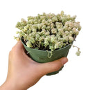 buy sedum suzie q english live succulent 2 inch online, delicate cream green and blush variegated foliage with seasonal color shift, spreading low mat-forming succulent growth habit, small plump evergreen leaves with high drought tolerance, easy care starter plant for beginners and collectors, a charming nature-inspired gift for any occasion