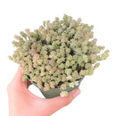 buy sedum suzie q english live succulent 2 inch online, delicate cream green and blush variegated foliage with seasonal color shift, spreading low mat-forming succulent growth habit, small plump evergreen leaves with high drought tolerance, easy care starter plant for beginners and collectors, a charming nature-inspired gift for any occasion