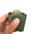 Sempervivum arachnoideum Cobweb Hens and Chicks