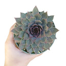 Sempervivum Grape Tone