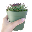 buy sempervivum mahogany live succulent 2 inch online, richly pigmented multicolored rosette with purple-tipped fleshy leaves, slow-spreading mat-forming growth, minimal watering needs, heat and cold tolerant, visually striking architectural accent for shelves or patios, an enduring heirloom succulent gift for any occasion