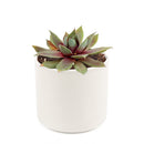 Sempervivum Red Lion for sale, succulent care guide, succulent plant, Succulents shop near me, how to grow succulents, cactus, Succulents, monthly succulents, succulent care, Sempervivum Red Lion in California, How to grow Sempervivum Red Lion, indoor succulents, care tips for growing Sempervivum Red Lion