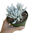 Senecio Cocoon Plant - Woolly Senecio