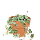 Buy an 8-pack of 4" live plants online. Choose eight plants of your choice to create a lush and diverse collection in 4" pots. Perfect for filling larger spaces, decorating your home or office, and growing your plant collection.
