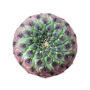 4 inch sulcorebutia rauschii purple cactus - rebutia canigueralii f. violacidermis live cactus for sale, rich purple to violet stem coloration intensified by bright light, flat spirally arranged tubercles with herringbone spine pattern, funnel-shaped deep magenta flowers contrasting against dark body, tight offsetting clump growth form, drought hardy high-altitude bolivian species, architectural conversation piece for shelves and rock gardens, stunning rare collector plant gift