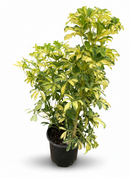 buy schefflera variegated live houseplant 8" pot online, bold green and gold variegated umbrella canopy with waxy leaflet sheen, wide-spreading architectural tropical floor plant, air-purifying and drought-tolerant low maintenance specimen, thrives in bright indirect indoor light, impressive statement piece for any bright interior space, a generous gift that grows for decades