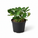 buy schefflera variegated live houseplant 8" pot online, bold green and gold variegated umbrella canopy with waxy leaflet sheen, wide-spreading architectural tropical floor plant, air-purifying and drought-tolerant low maintenance specimen, thrives in bright indirect indoor light, impressive statement piece for any bright interior space, a generous gift that grows for decades