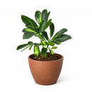 buy schefflera variegated live houseplant 8" pot online, bold green and gold variegated umbrella canopy with waxy leaflet sheen, wide-spreading architectural tropical floor plant, air-purifying and drought-tolerant low maintenance specimen, thrives in bright indirect indoor light, impressive statement piece for any bright interior space, a generous gift that grows for decades