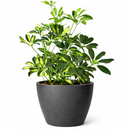 buy schefflera variegated live houseplant 8" pot online, bold green and gold variegated umbrella canopy with waxy leaflet sheen, wide-spreading architectural tropical floor plant, air-purifying and drought-tolerant low maintenance specimen, thrives in bright indirect indoor light, impressive statement piece for any bright interior space, a generous gift that grows for decades