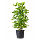 buy schefflera variegated live houseplant 8" pot online, bold green and gold variegated umbrella canopy with waxy leaflet sheen, wide-spreading architectural tropical floor plant, air-purifying and drought-tolerant low maintenance specimen, thrives in bright indirect indoor light, impressive statement piece for any bright interior space, a generous gift that grows for decades
