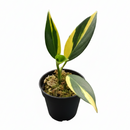 buy scindapsus coriaceus (variegated) live houseplant 3" pot online, bold forest green foliage with stunning creamy yellow variegated markings, coriaceous leathery leaf surface, climbing and trailing growth form, slow-growing rare collector aroid, an architectural tropical accent for any indoor plant collection, an extraordinary rare find and prized gift for aroid enthusiasts