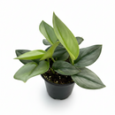 6" pot scindapsus 'moonlight' live houseplant for sale, lush silvery-green asymmetrical leaves on sturdy vining stems, naturally trails or climbs with support for versatile display, adaptable to various household humidity and light conditions, air-purifying evergreen tropical vine, an elegant accent for modern boho or tropical-themed interior spaces, a beautiful gift for collectors who appreciate understated botanical luxury