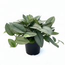 6" pot scindapsus 'moonlight' live houseplant for sale, lush silvery-green asymmetrical leaves on sturdy vining stems, naturally trails or climbs with support for versatile display, adaptable to various household humidity and light conditions, air-purifying evergreen tropical vine, an elegant accent for modern boho or tropical-themed interior spaces, a beautiful gift for collectors who appreciate understated botanical luxury
