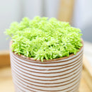 Sedum japonicum var. senanense