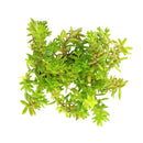 Sedum japonicum var. senanense