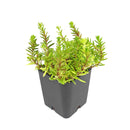 Sedum japonicum var. senanense