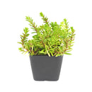 Sedum japonicum var. senanense