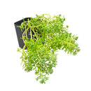 Sedum pallidum var. bithynicum