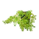 Sedum pallidum var. bithynicum