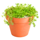 Sedum pallidum var. bithynicum