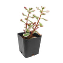 Sedum Tricolor Spurium