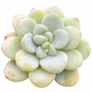 Sedum Clavatum