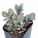 Sedum Sunsparkler Dazzleberry
