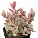 Sedum Sunsparkler 'Firecracker'