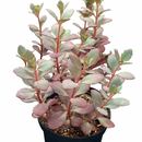 Sedum Sunsparkler 'Plum Dazzled'