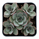 Sedum Sunsparkler 'Plum Dazzled'