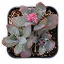 Sedum Sunsparkler 'Plum Dazzled'
