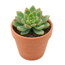 Sedum adolphii 'Lime Gold'