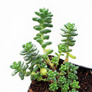 Sedum album 'Athoum'