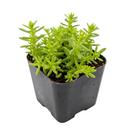 Sedum japonicum var. senanense