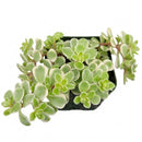 Sedum makinoi 'Variegatum'