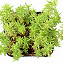 Sedum sexangulare