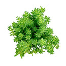 Sedum sexangulare