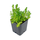 Sedum sexangulare