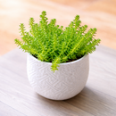 Sedum sexangulare