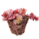 buy sedum spurium 'dragon's blood' (plug) live succulent 1.5" plug online, compact plug with fleshy toothed succulent leaves in green and burgundy tones, low sprawling growth forming a colorful living carpet, star-shaped pink to red summer blooms above the foliage, thrives in full sun with minimal water, a timeless and versatile groundcover gift for gardeners and succulent collectors