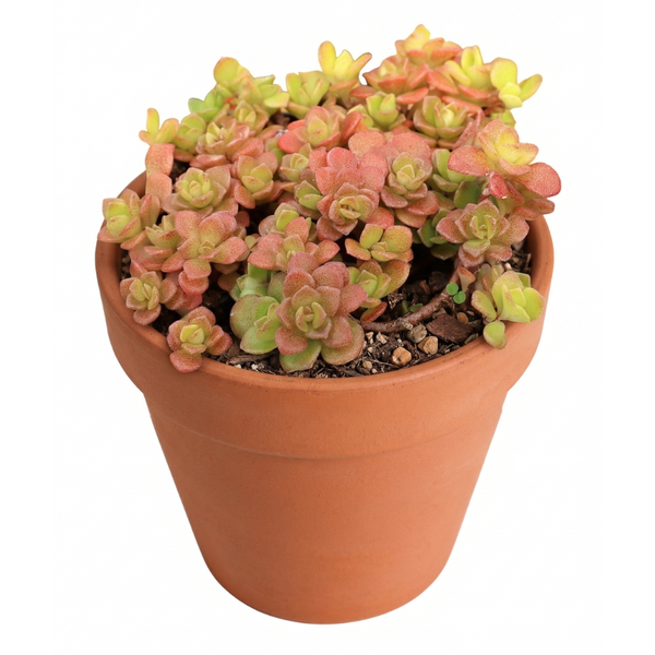 succulents in japan Japanese Golden Sedum - Easy Care Succulent