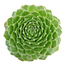 Sempervivum 'Butterfly'